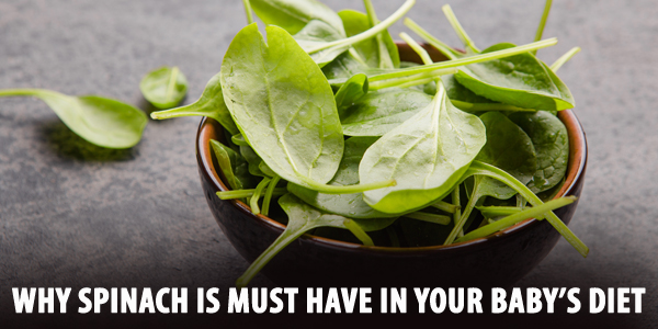 Why Spinach is Must-Have In Your Baby’s Diet