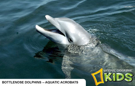 Bottlenose Dolphin